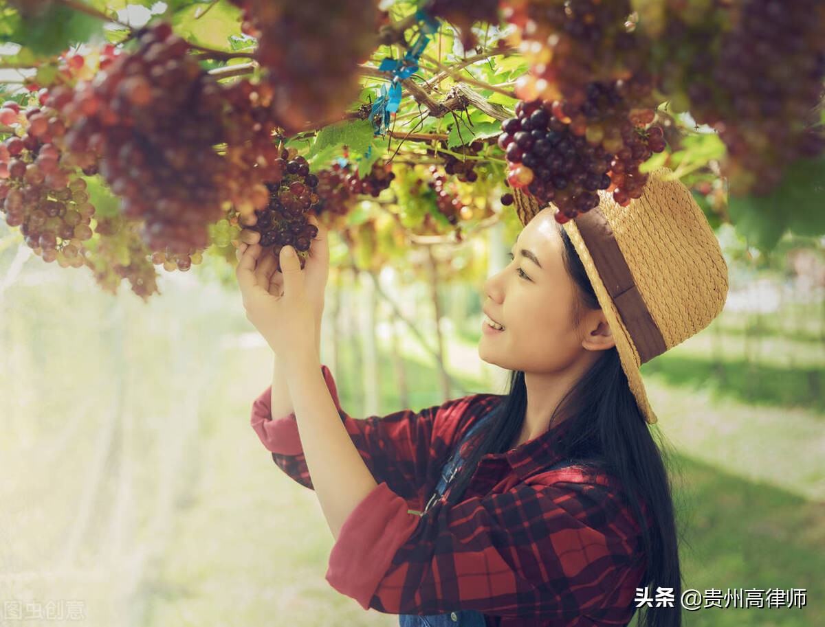 孳息是什么，民法典有规定，在生活中具体包括哪些