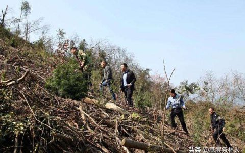 林木林地权属争议处理办法及山林土地权属纠纷有关法律