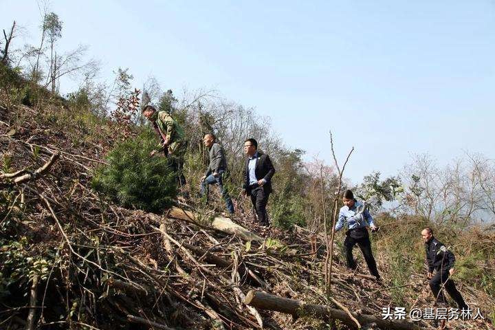 民法典涉林权纠纷典型案例（六）