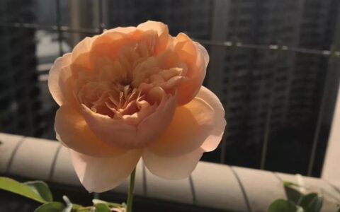 户口迁出需要本人亲自办理吗及2025年户籍全面取消限制