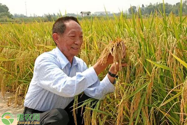 袁隆平荣获“共和国勋章”,共和国勋章是什么?享受什么待遇?