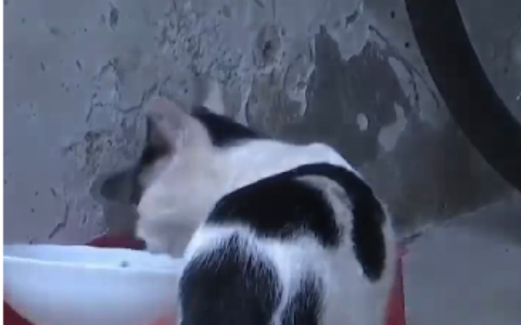 流浪猫咬伤业主，物业被判担责50%