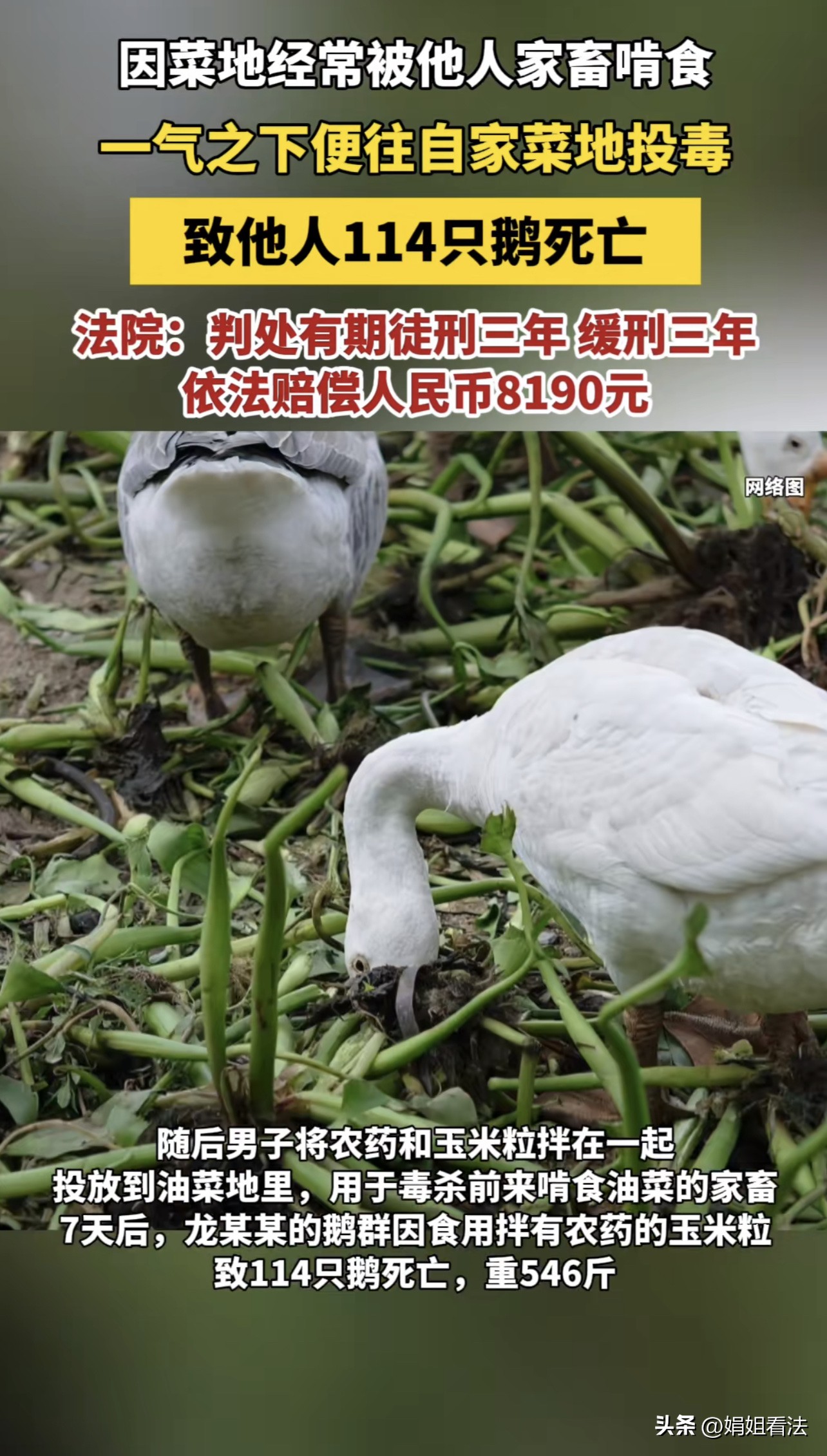 一男子发现自己辛辛苦苦种植出来的蔬菜长期被不知谁家饲养的家禽啃食,一气之下,将掺有农药的玉米粒抛洒在自家菜园处。可造成同村村民养殖的114只、548斤重的鹅死亡后,男子却因此被刑拘。